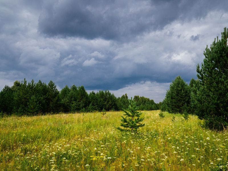 Pasture Clearing in Atlanta, GA